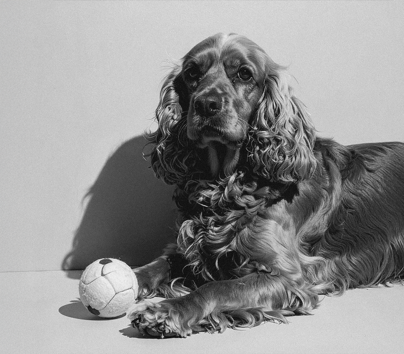 Black-and-white cocker spaniel with a ball between its front paws